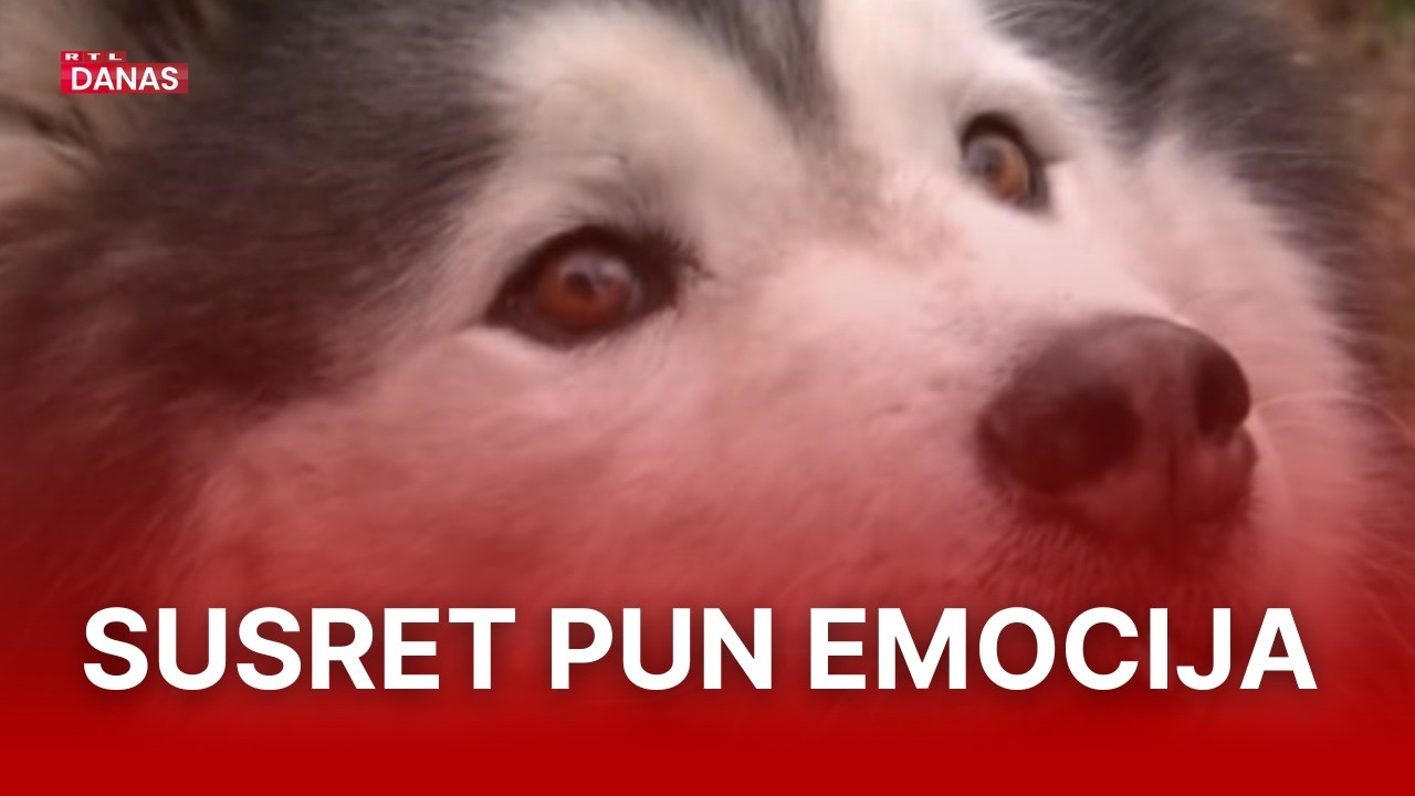 Filmska priča iz Umaga: Nakon pet mjeseci potrage, haski Uki vratio se kući | RTL Danas