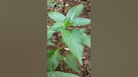 pemupukan cabe usia 25 HST #pupukcabe #chilli #shorts #farm