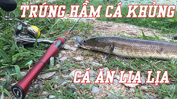 Chuyến câu cá lóc Mộc Hóa - Long An cá ăn lia lịa