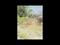 Safari Guide Stands Ground as Elephant Charges Vehicle