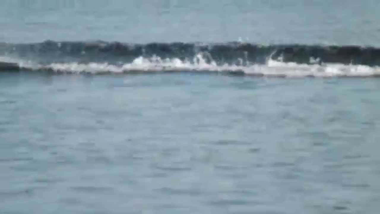 Common Loon and Chick with Boat Disturbance