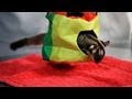 Do Sugar Gliders Make Good Pets? | Sugar Gliders