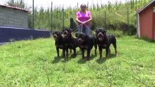 Castillo's Rottweilers Crianza Especializada 2015