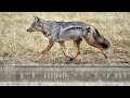 Side-striped Jackal Sounds - Yelping barks and gruff calls