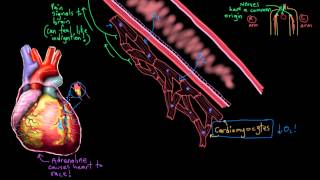 Khan Academy - Pathophysiology of Acute Myocardial Infarction (Heart Attack)