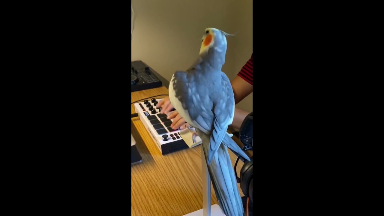 Little Cockatiel Sings To The Beat Parrot Bird Pet Cute