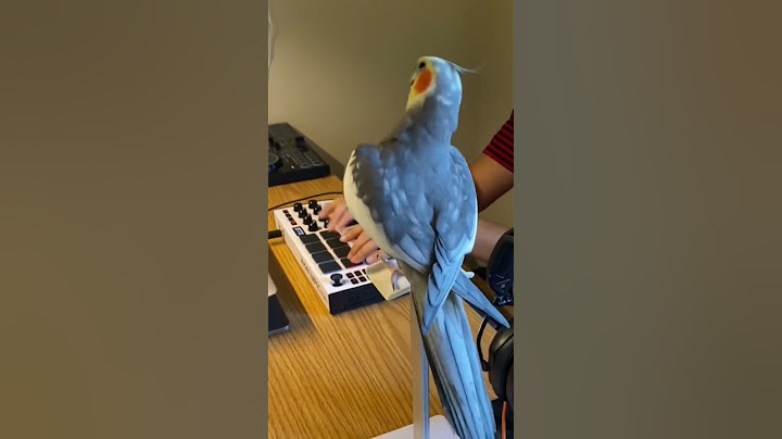 Little Cockatiel sings to the beat #parrot #bird #pet #cockatiel #cute