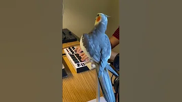 Little Cockatiel Sings To The Beat Parrot Bird Pet Cockatiel Cute 