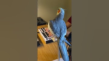Thumbnail of Little Cockatiel sings to the beat #parrot #bird #pet #cockatiel #cute