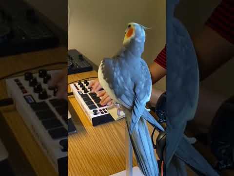 Little Cockatiel Sings To The Beat Parrot Bird Pet Cockatiel Cute