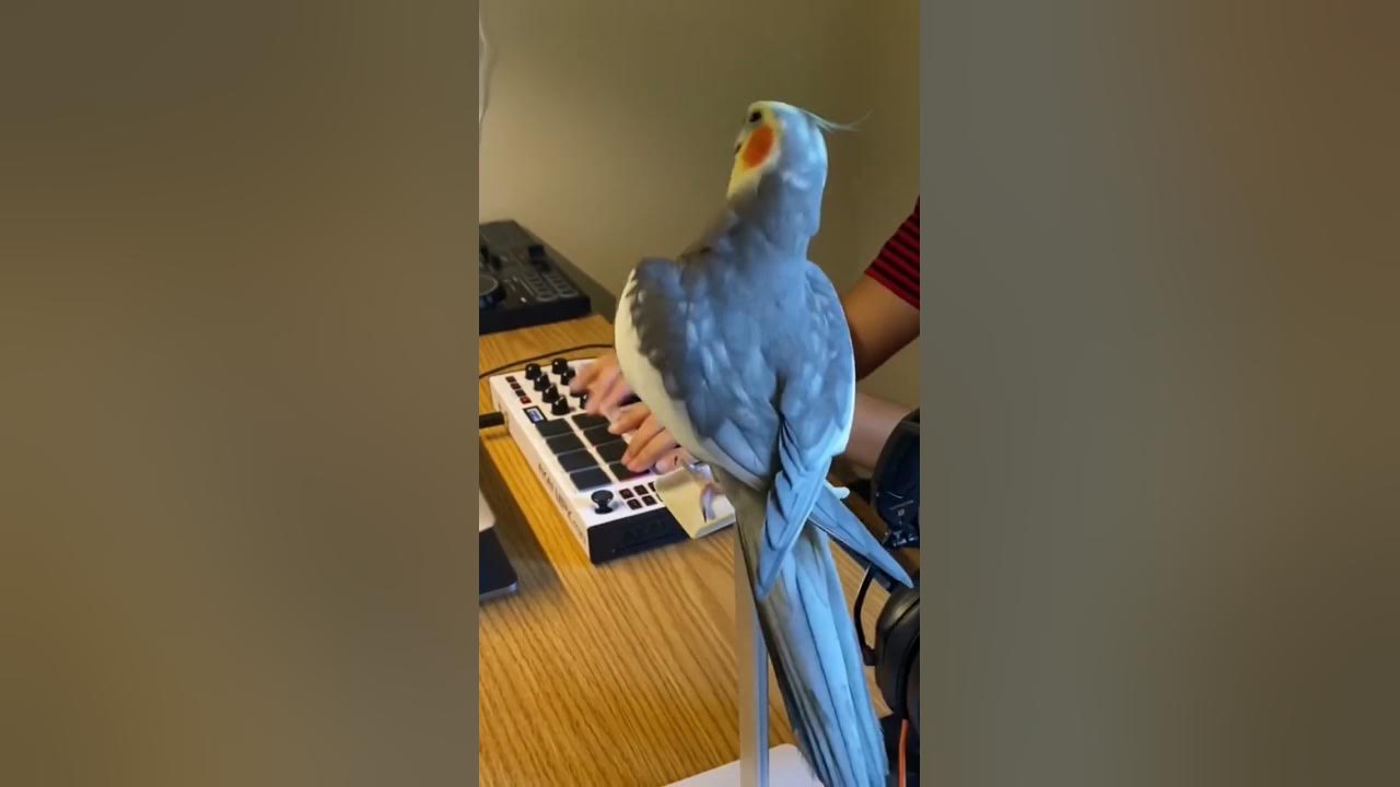 Little Cockatiel sings to the beat #parrot #bird #pet #cockatiel #cute