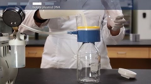 How to do a megaprep plasmid DNA purification