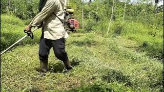 CARI RUMPUT PALING CEPAT MENGUNAKAN MESIN POTONG RUMPUT