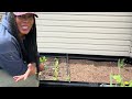 Spring garden planting 2024   small space  backyard raised bed and container gardening