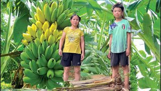 Orphan boy efforts - A stranger helped growing banana tree before a big storm