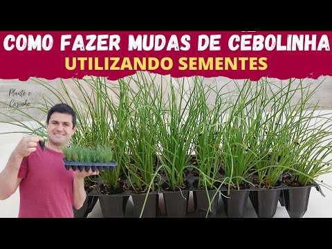 Vídeo: Propagação de sementes de cebolinha - Como cultivar cebolinha a partir de sementes