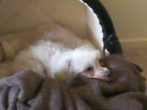 Char & Myu, their own illness, Nov. 2007