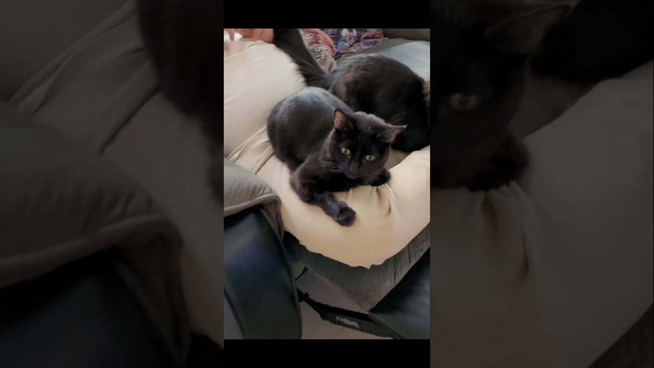 Two funny cats share the lap 
