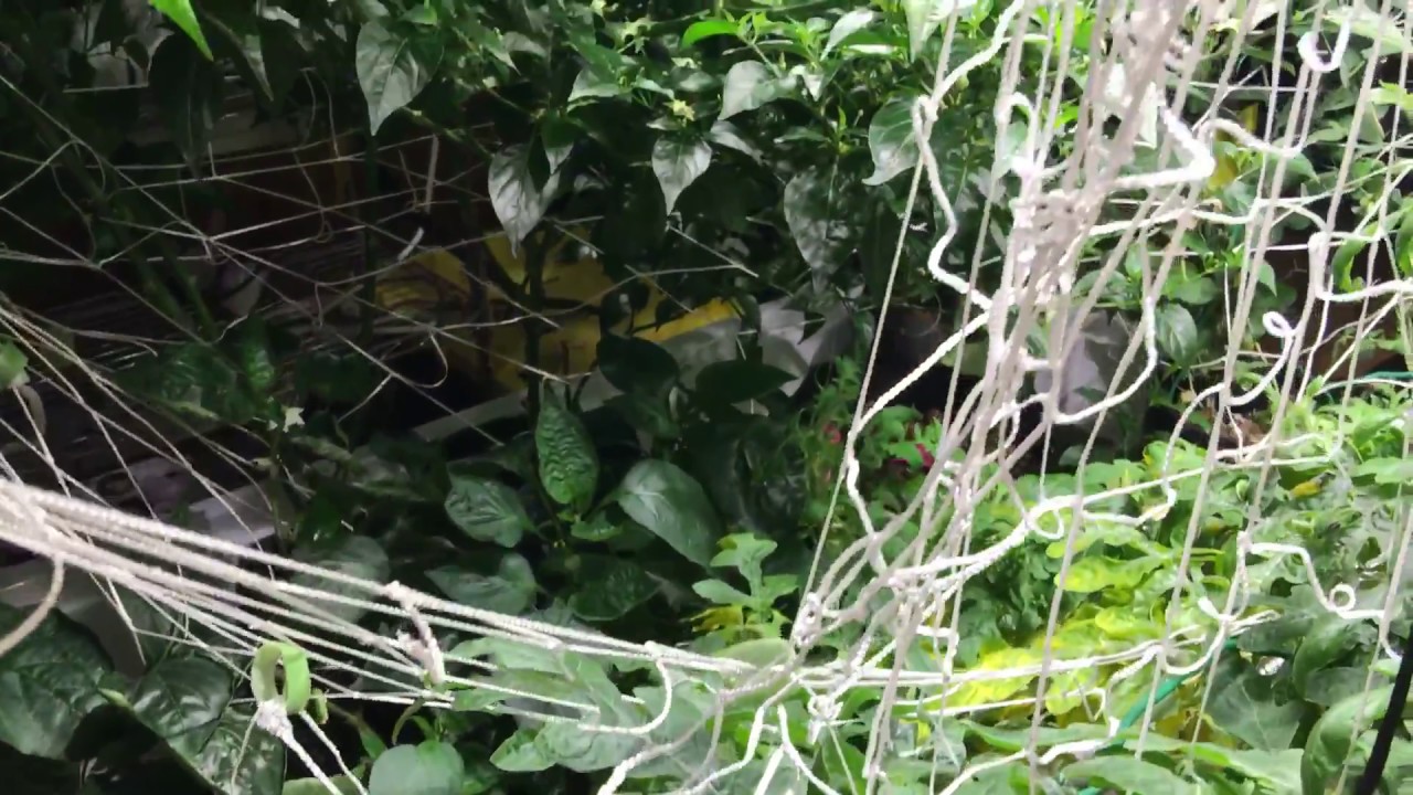 Daily Rapid Garden View ☮️June 21 No-Spill Revolution