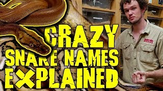 FINALLY Snake Genetics Explained in our Reptile Room!