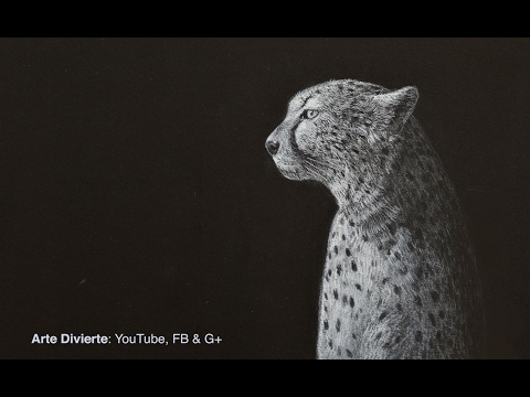 Cómo dibujar felinos: Leones, tigres, gatos, etc.