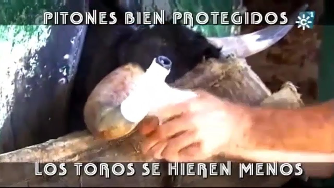 Pitones Bien Protegidos, Los Toros Se Hieren Menos. Parte 22. YouTube