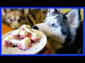 DIY DOG ICE CREAM Neapolitan Ice Cream for Dogs | Snow Dogs Snacks 51 | Dog Treats