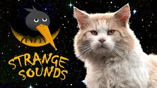 Meowing cat that sounds like a crow/Maine Coon Iggy by Maine Coon Iggy 251 views 3 years ago 2 minutes, 51 seconds