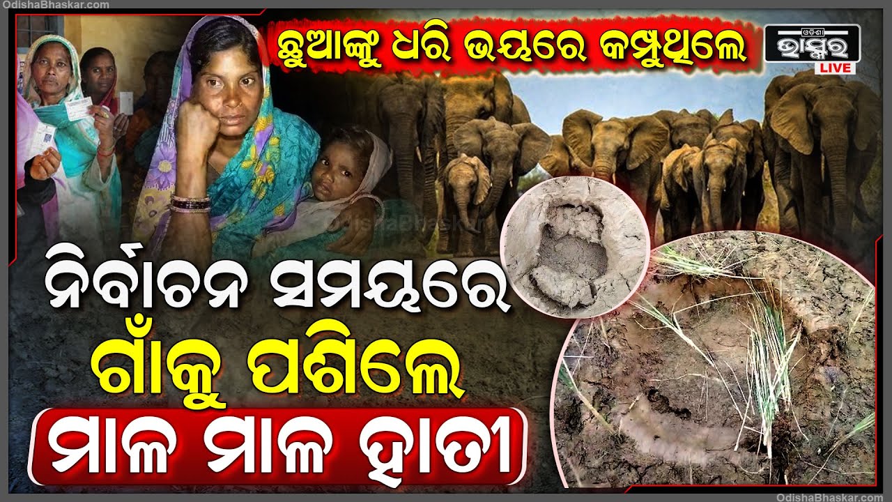 ହାତୀ ଡରରେ ଛୋଟ ଛୋଟ ପିଲା ମାନଙ୍କୁ ଧରି ଗାଁ ଛାଡିଲେ ଲୋକ । ଏଇଠି ଏବେ ଲୁଚି ରହିଛନ୍ତି । ଫୋନ ଉଠାଉନି ବନ ବିଭାଗ