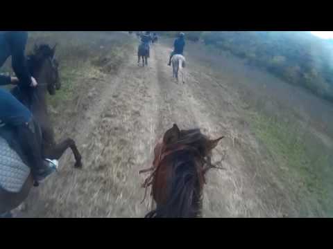 არგოხის დოგი 3 კილომეტრზე, გორდა #3.    5.11.2016