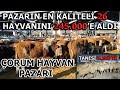 ÇORUM HAYVAN PAZARI | PAZARLIKLAR | FİYATLAR | HAYVANLAR HEPSİ BURADA !!!