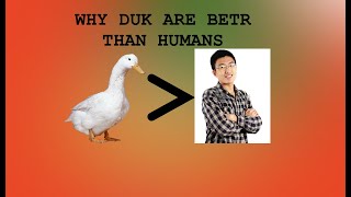 [OLD] Reasons why Ducks are Better than Humans