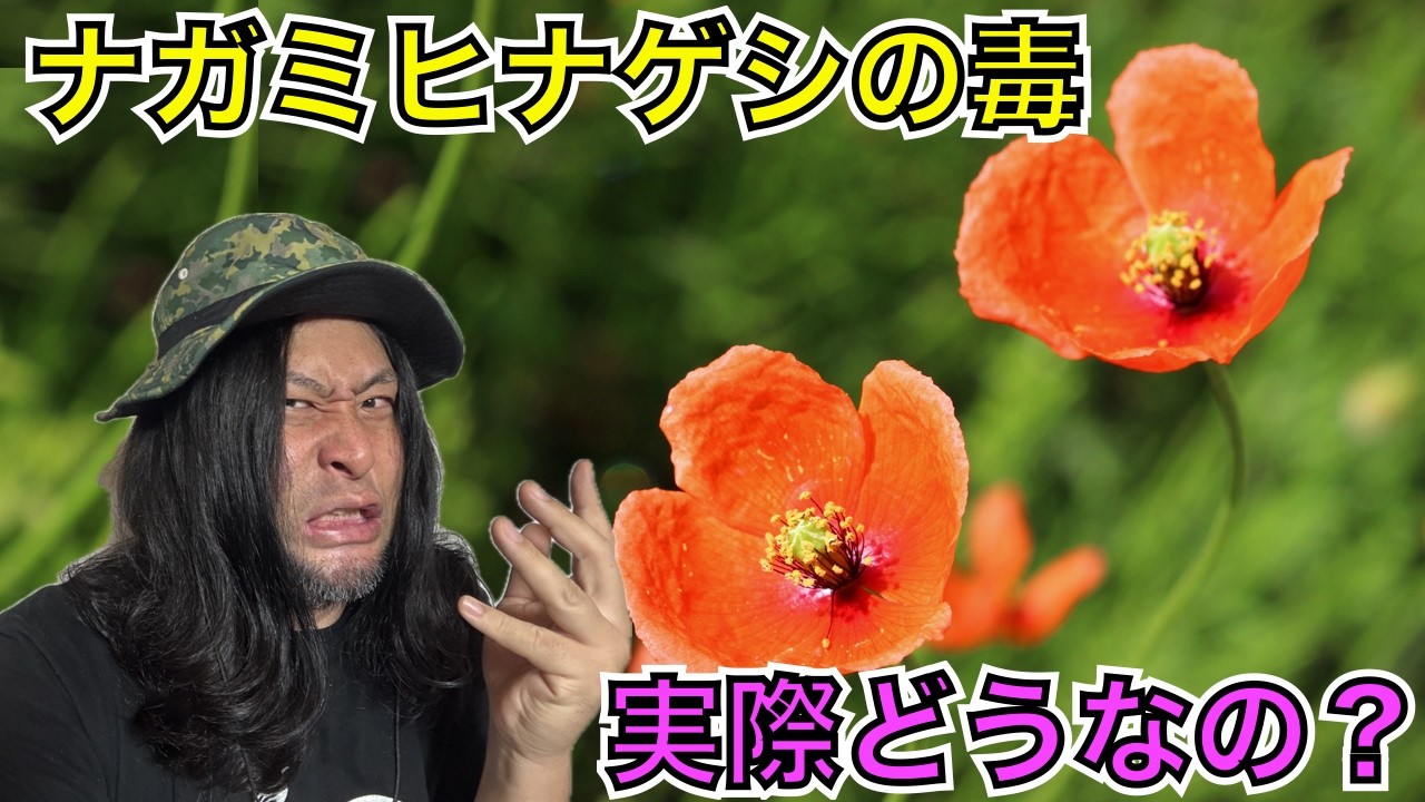 質問:「ナガミヒナゲシの毒を食らった際の症状を教えてください」 〜視聴者からの質問に回答します〜