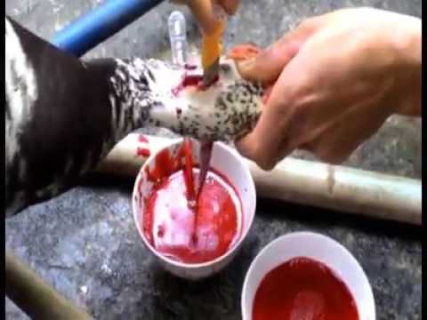 hướng dẫn cắt tiết vịt nhanh và điệu nghệ