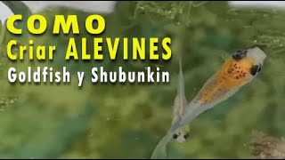 Como CRIAR ALEVINES de forma NATURAL Goldfish y Shubunkin | Feliz año 2021!!