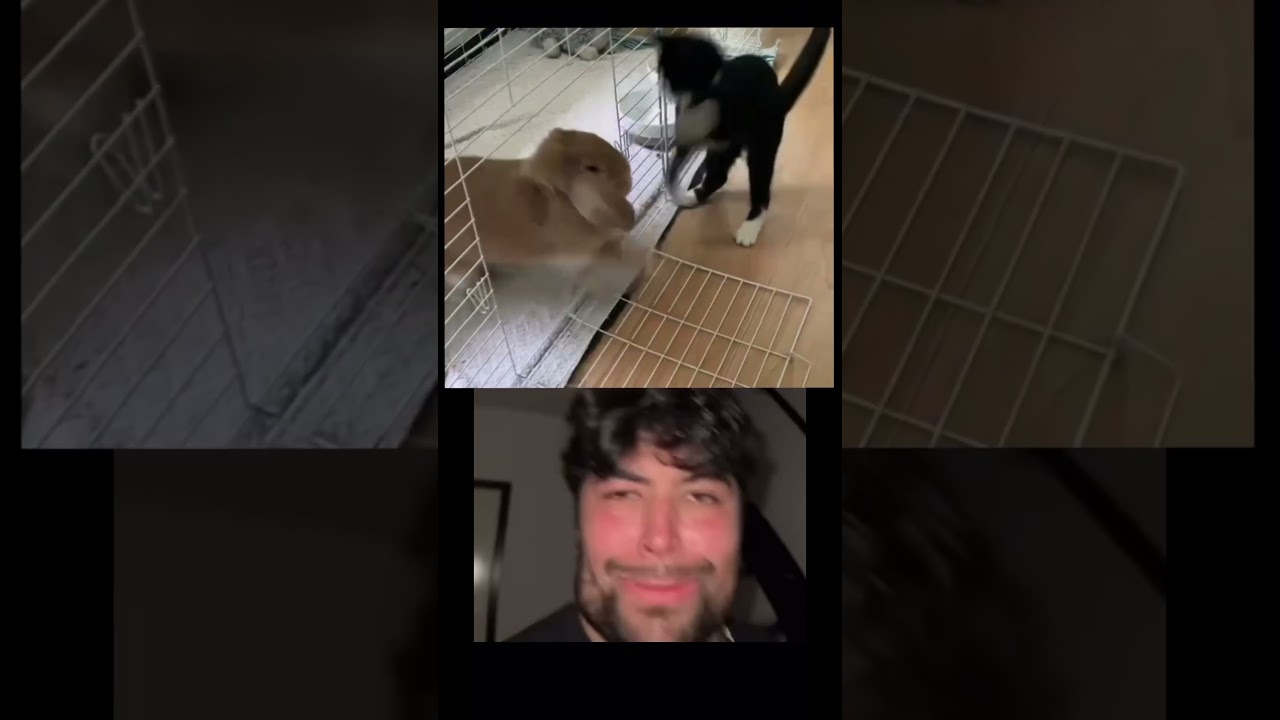 Bombastic bunny attack 