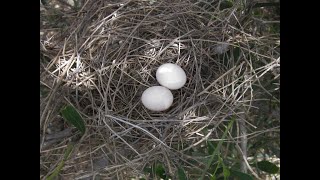 Collared Dove  (Streptopelia decaocto) and its nest with eggs - Cyprus