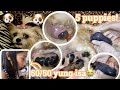 PRINCESS SHIH TZU GIVING BIRTH TO 5 PUPPIES / BINUHAY KO YUNG ISA 🐶❤️