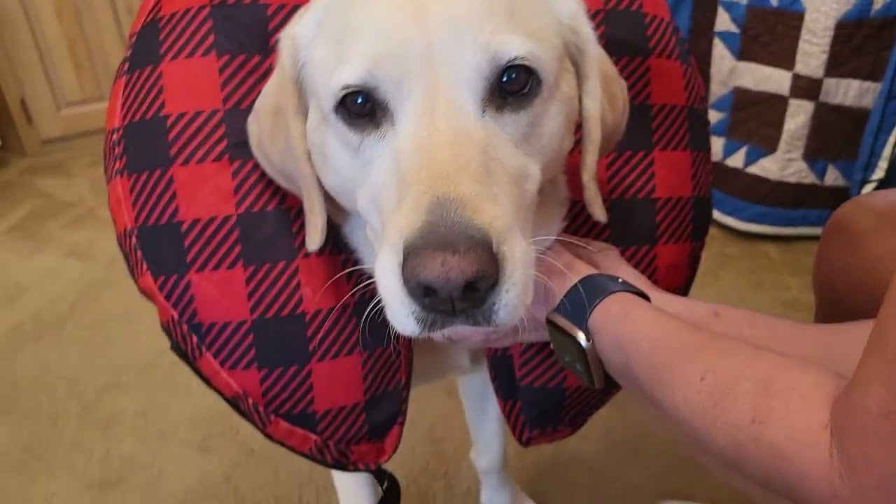 Need to Protect Your Dog's Surgical Site?  REVIEW: BENCMATE Dog Anti Scratch Recovery Collar