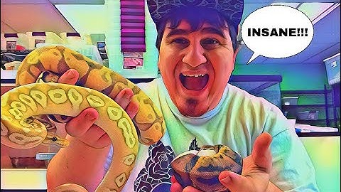 CHECK OUT THESE BALL PYTHONS!!!