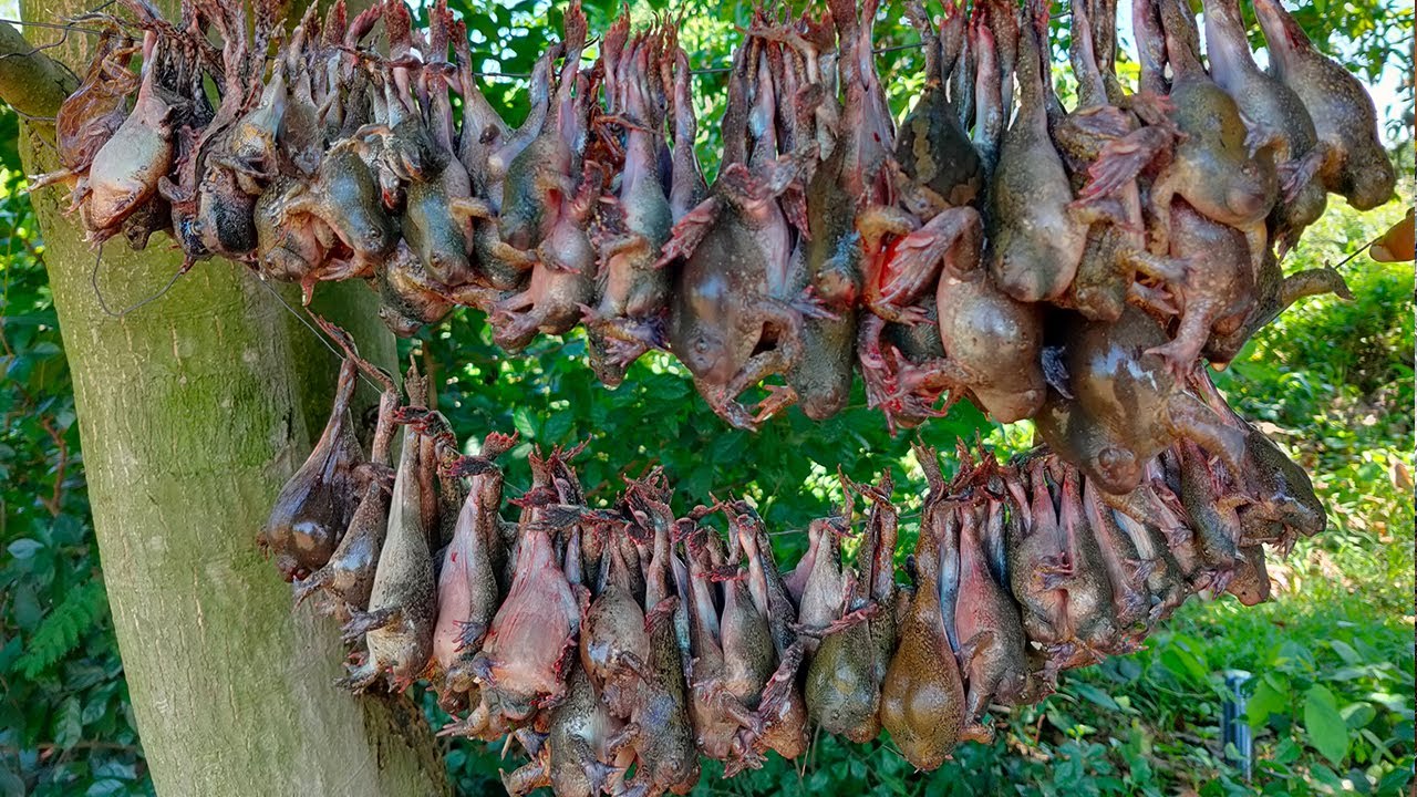 Yummy Cooking Banded Bullfrog For Eating in Village Deep Fried Foods