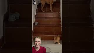Primeras escaleras: ¡cachorrito aprende de mamá! #reaccion