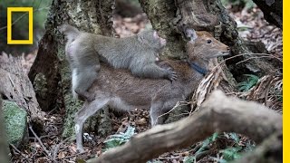 Monkey Tries to Mate With Deer (Rare Interspecies Behavior) | National Geographic