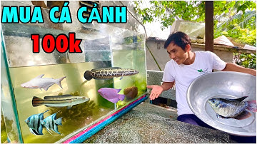 Hành Trình Dùng 100k Đi Mua Cá Lóc Bông Cá Phát Tài Cá MặP Trắng Cá Ông Tiên Về Làm Cá Cảnh