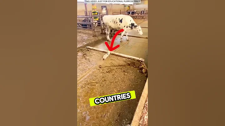 Cow Dung Cleaning Machine! 🐄⚙️#shorts #youtubeshorts #shortsfeed #facts