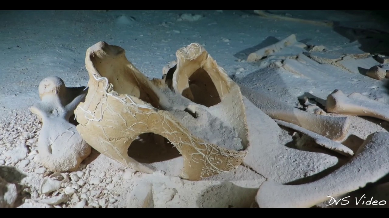 Bonaire Cave Diving YouTube