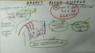 Mammary Gland - 4, Blood Supply