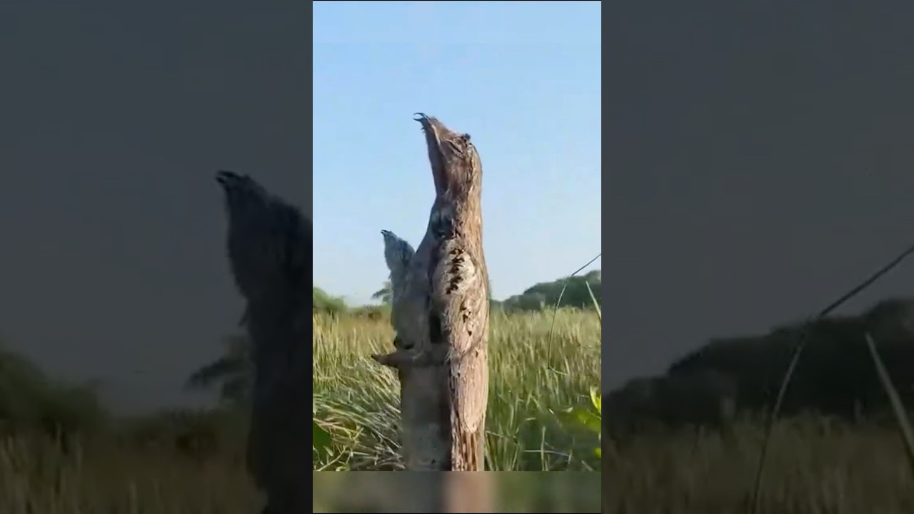 Incroyable adaptation de survie 😨