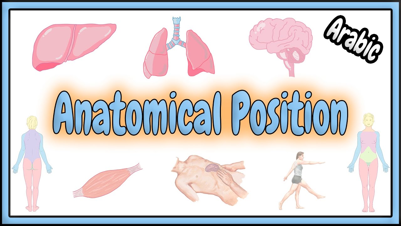 10. Anatomical Position || الوضعية التشريحية
