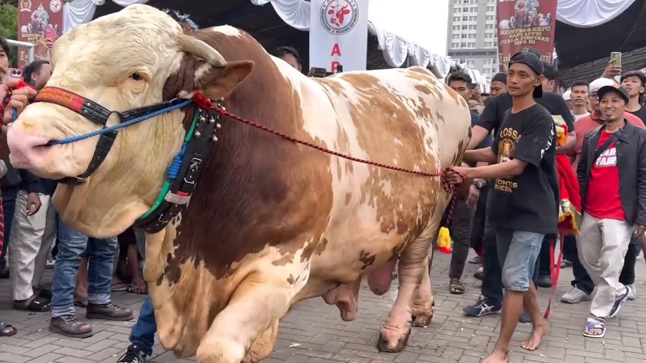 SAPI TERBESAR JUARA 1 MEGA BINTANG, Kontes KEMAYORAN🔥